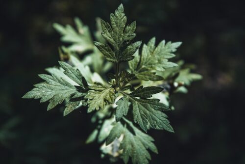 mugwort plant natural ingredient in korean skincare