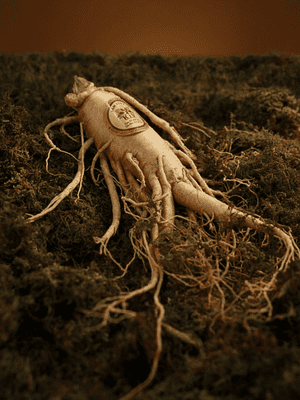 Ginseng roots